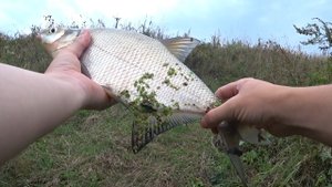 ДОНКИ. ФИДЕР. САЛО. ЛЕЩ. РЫБАЛКА НА ОКЕ.