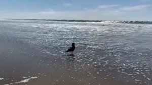 Тихуана. Прогулки по тихому океану. Знаменитая стена. #мексика #океан #жизньвмексике #тихуана