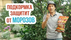 Об осенней подкормке плодовых деревьев: виды удобрений, правила и сроки внесения