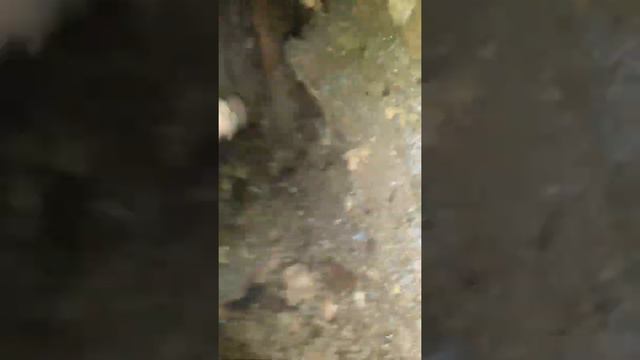 Владелец земли, на которой стоял «Монастырский дуб» объяснил, почему спилил его смотреть онлайн