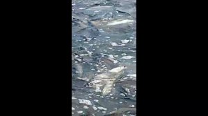 Нерест селёдки в селе Восточное на Сахалине