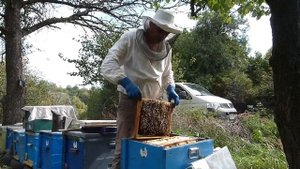 Как долго и чем? Кормление пчел сахарным сиропом осенью. Сколько меда оставлять в зиму.