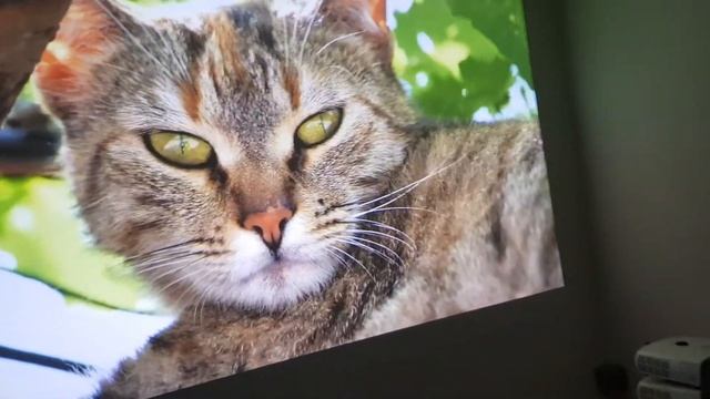 Vivitek dw882st смотреть онлайн