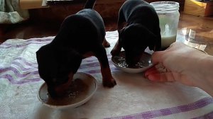 Щенки цвергпинчера 4 недели / Miniature Pinscher puppies 4 weeks old