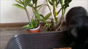 ПЕРЕСАДКА ДЕНДРОБИУМОВ В КОКОСОВЫЙ СУБСТРАТ