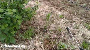 ?Гербициды для клубники.? Сравнение Фюзилад форте и Лонтрел 300Д. Belklubnika.by