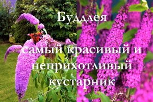 Буддлея