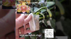 Phalaenopsis Mainshow Pink Panther