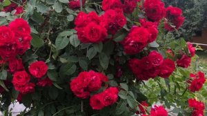 Роза ФЛАМЕНТАНЦ- плетистая роза  царица цветов.