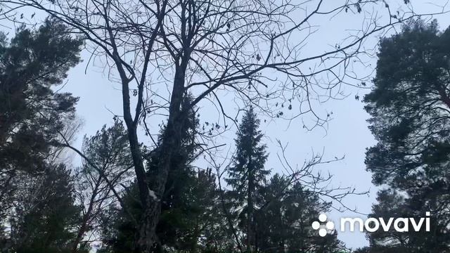 Выезд в лес, в поисках певчей птицы. смотреть онлайн