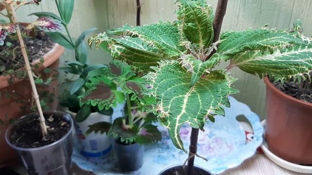 ? Формирую штамбы колеусов? Проблемы при выращивании? смотреть онлайн