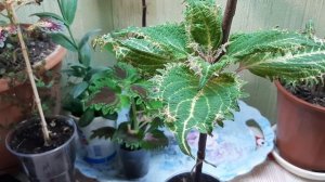 ? Формирую штамбы колеусов? Проблемы при выращивании?