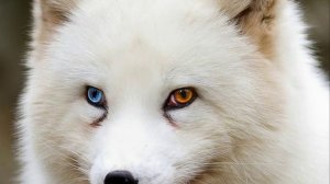 Снимки животных с разноцветными глазами