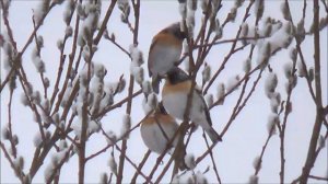 Вьюрок (Юрок), птица вернулась на Урал