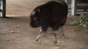 В Московском зоопарке родился детёныш овцебыка