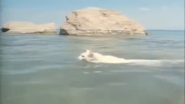 Ванская кошка