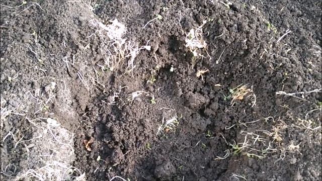 ЧТО ДОБАВИТЬ В ЛУНКИ ПРИ ПОСАДКЕ ОГУРЦОВ смотреть онлайн