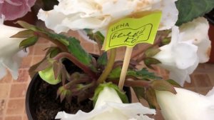 Цветущие сорта Глоксиний(Выпуск №10)