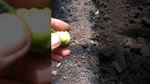 Опыление томатов,что если после этого цветок не упал.