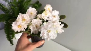 Сенполия АВ-Панакота✨✨✨