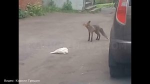 Лиса украла курицу в центре Калуги