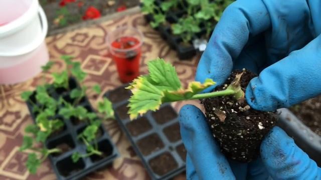 КАК ПРАВИЛЬНО ПЕРЕСАДИТЬ ИМПОРТНЫЕ ЧЕРЕНКИ КОРОЛЕВСКОЙ ПЕЛАРГОНИИ. ВСЯ ПРАВДА О НИХ. смотреть онлайн