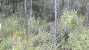 ОХОТА С МАНКОМ НА КОСУЛЮ.