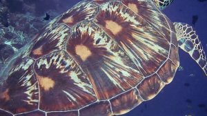 Невероятный морской мир. Большая морская черепаха