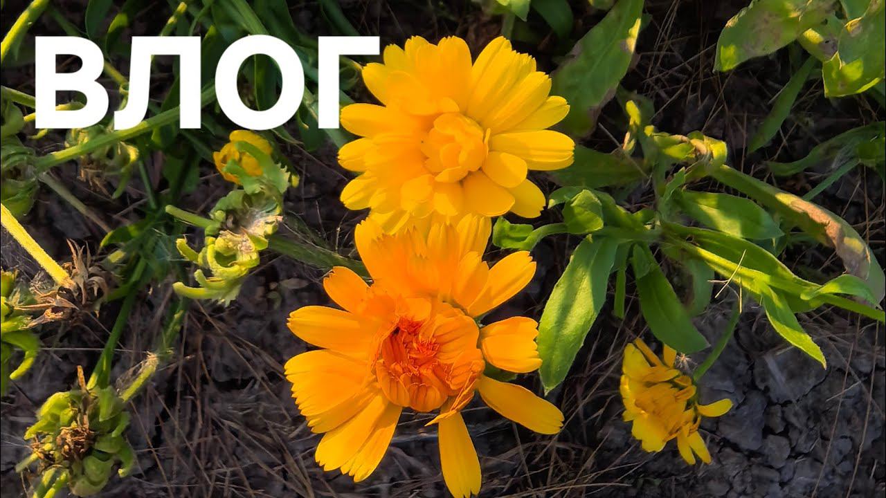 ВЛОГ. Гостят внучки. Балуемся вкусняхами. Купила блендер. смотреть онлайн