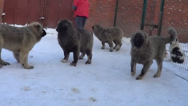 ЩЕНКИ КАВКАЗСКОЙ ОВЧАРКИ 4 И 4,5 МЕСЯЦЕВ. www.r-risk.ru +7 9262205603 Татьяна Ягодкина смотреть онлайн