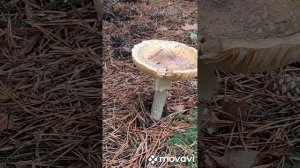 Собираю осенние грибы Рядовки , Зеленушки ! Мариновка  грибов.