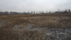 Фоксблог. Вся суть породы гладкошерстный фокстерьер))