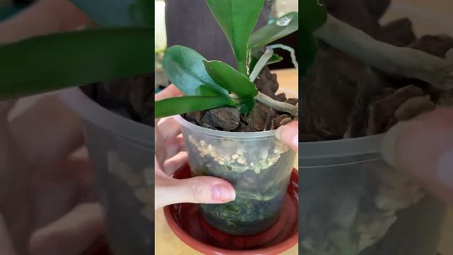Отделение двух прикорневых деток от мамы орхидеи.