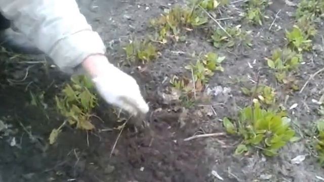 Сергей Котляров-ландыши весенние смотреть онлайн