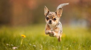 Лай собаки (Звук небольшой ручной собаки) | (4 Секунды)