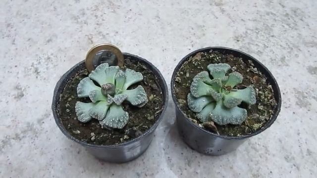 #Suculentadodia! | Titanopsis Calcarea смотреть онлайн