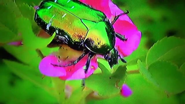 БИОСФЕРА: 60. Золотистая Бронзовка (Cetonia aurata)