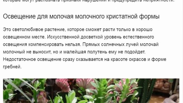 Молочай молочный Кристата  эффектные гребни. смотреть онлайн