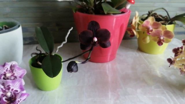 Клоп-Буцефал))) зацвел? Орхидея Чёрная птичка Приучаем воздушные корни пить Украина Днепр смотреть онлайн