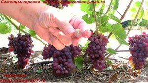 Виноград Кишмиш Мармеладный - ранний срок созревания  и хороший вкус (Пузенко Наталья Лариасовна)