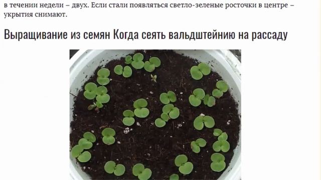 Вальдштейния Посадка и уход Фото и описание видов Размножение