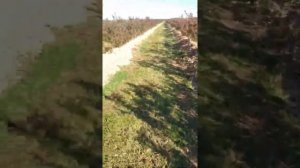 Промышленное выращивание Голубики, внесение щепы, высадка голубики 16.10.21