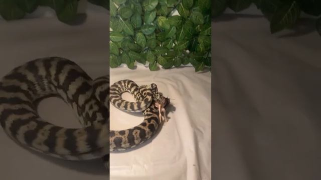 Quail SMOKED by carpet PYTHON!! #carpetpython #snake #reptile #ballpython #animal #pet