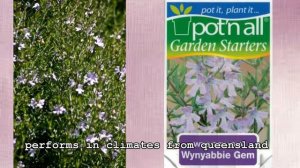 Westringia Wynyabbie Gem Pick Of The Week 27th July-2nd August