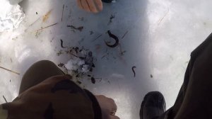 ПОЙМАЛ рыбу ВЬЮН в МЕШОК из под САХАРА