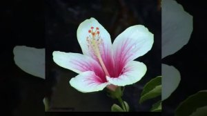 Anti-aging Botox treatment and the hibiscus flower