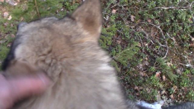 День второй Балаган, Ламбушка Металлокоп смотреть онлайн