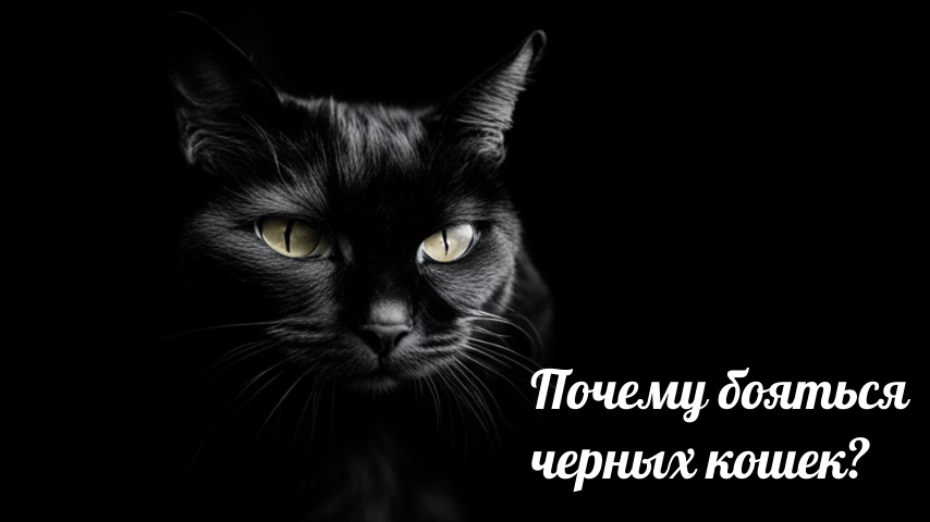 Черный кот дзен