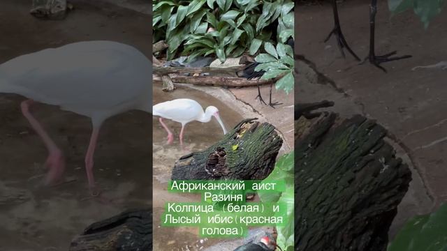 Африканский аист Разиня Колпица (белая) и Лысый ибис(красная голова) Зоопарк Сан-Диего США смотреть онлайн