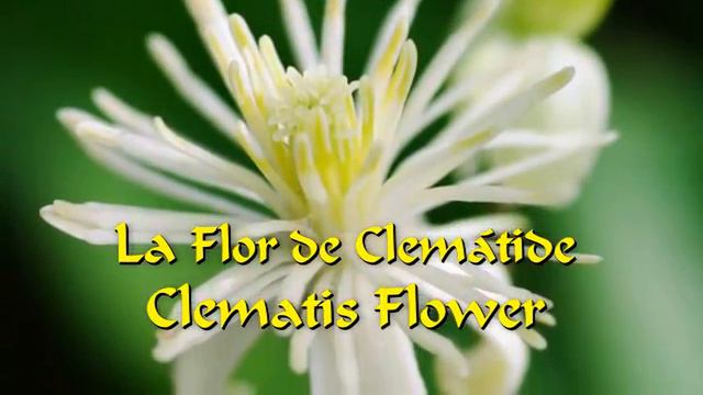 Flor de Clematide terapia para los que evaden la realidad смотреть онлайн